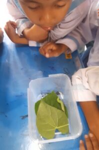 Ulat Keket Yang Lucu Di Kebun Sekolahku