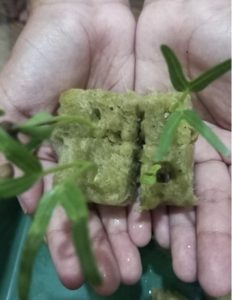 Yang Tumbuh Bukan Hanya Tanaman